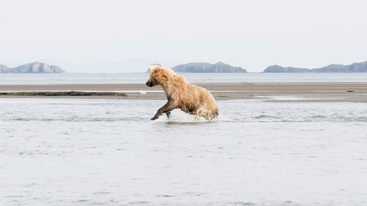 tracker diaries - die bären von alaska