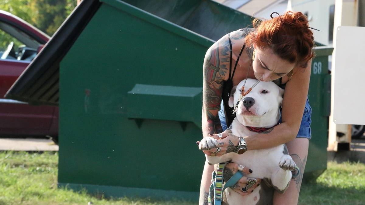Pitbulls auf Bewährung pitbulls auf bewährung