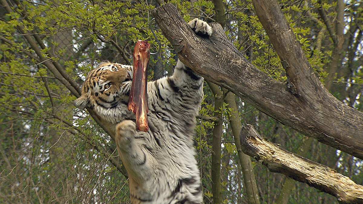 leopard, seebär & co.