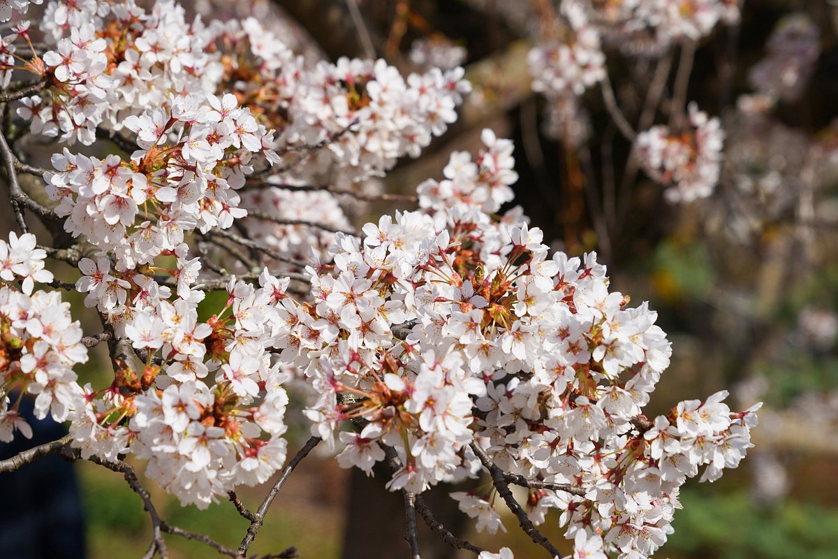 natur im garten