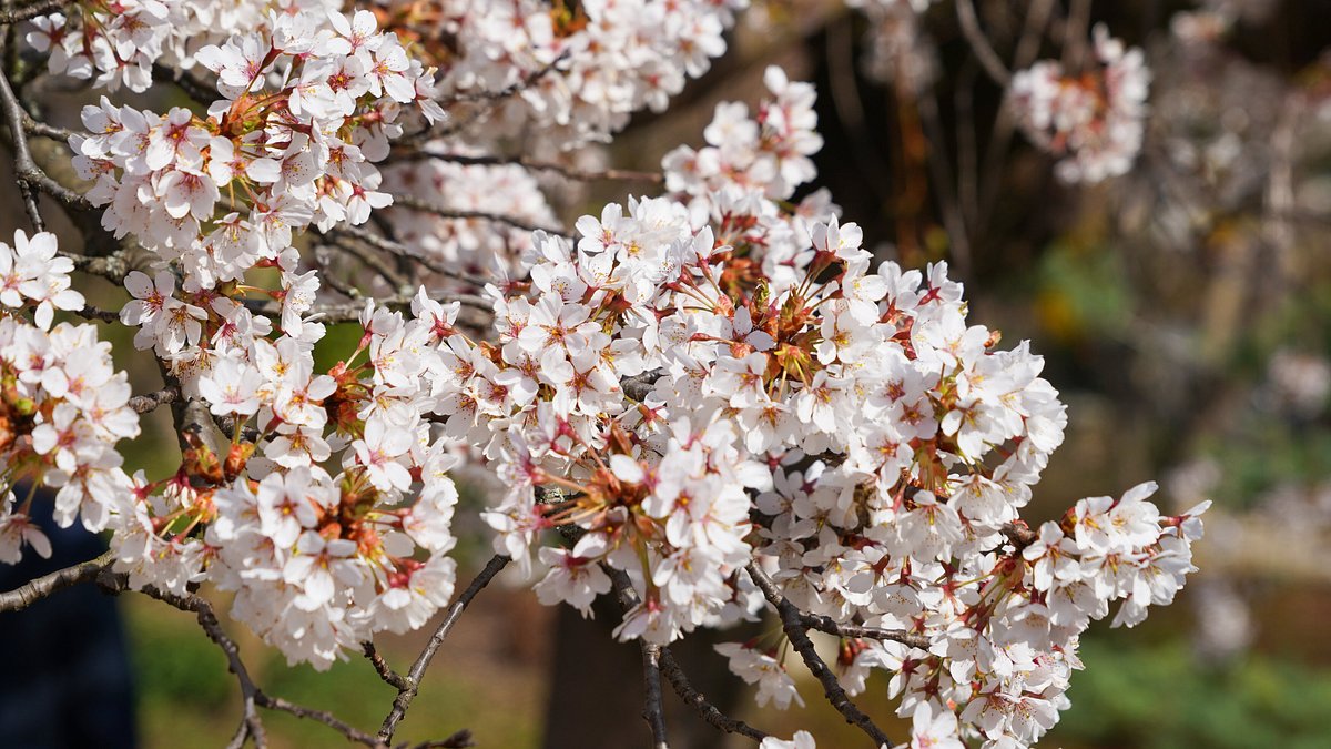 natur im garten