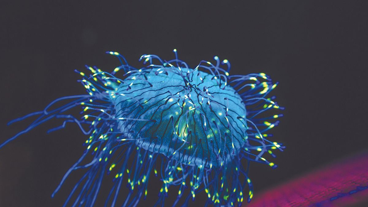 leuchtende natur - fluoreszenz als überlebensstrategie