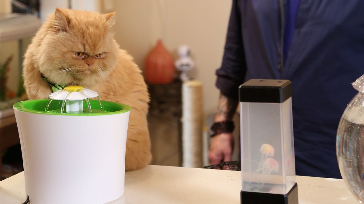 Der Katzenflüsterer der katzenflüsterer