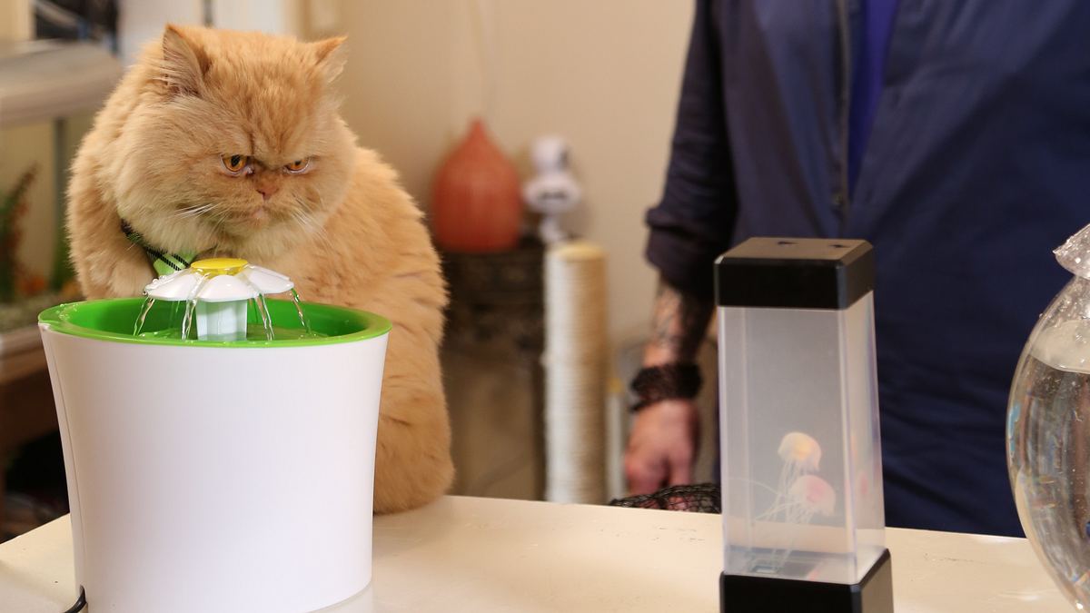 der katzenflüsterer