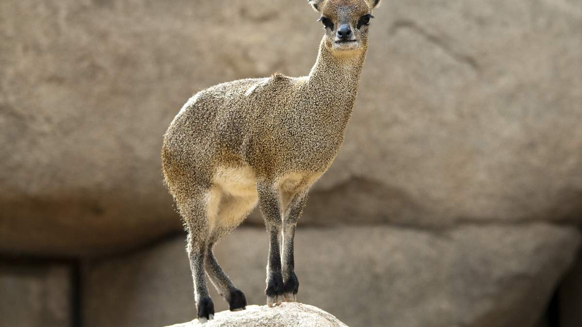 san diego zoo