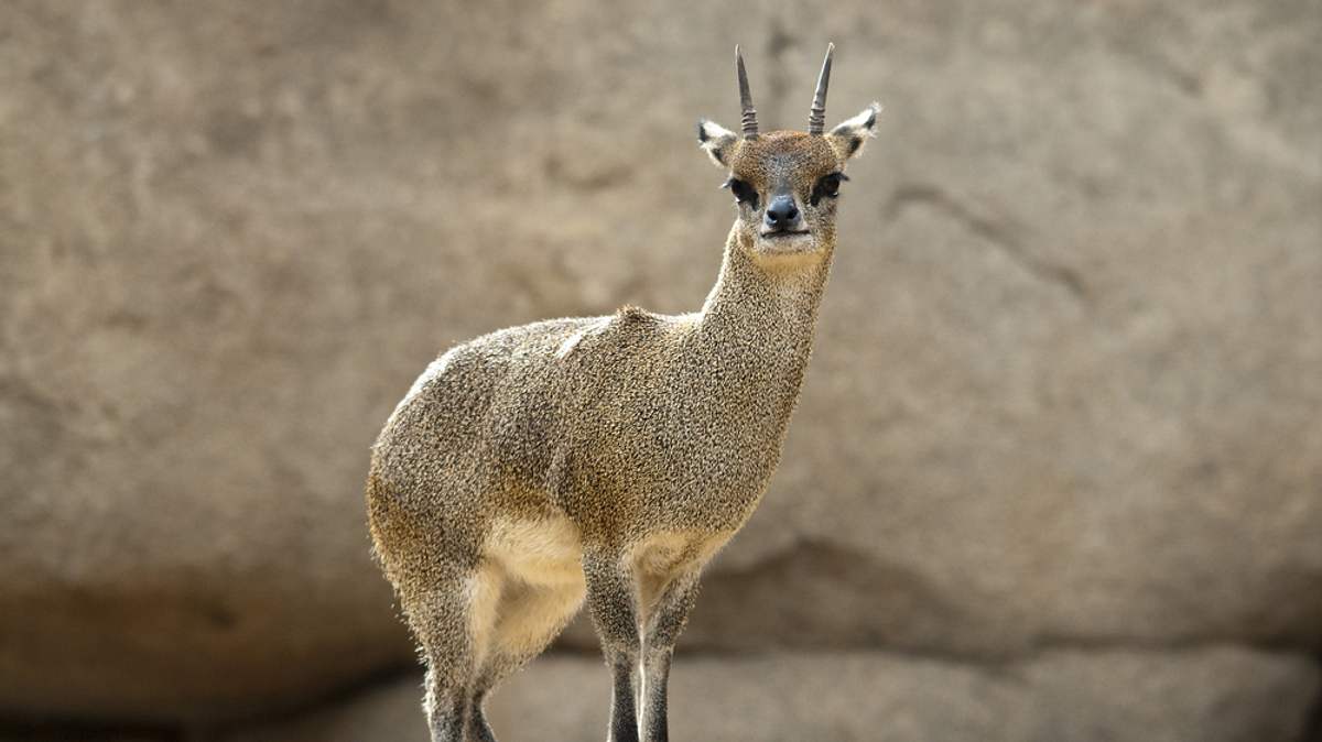 san diego zoo