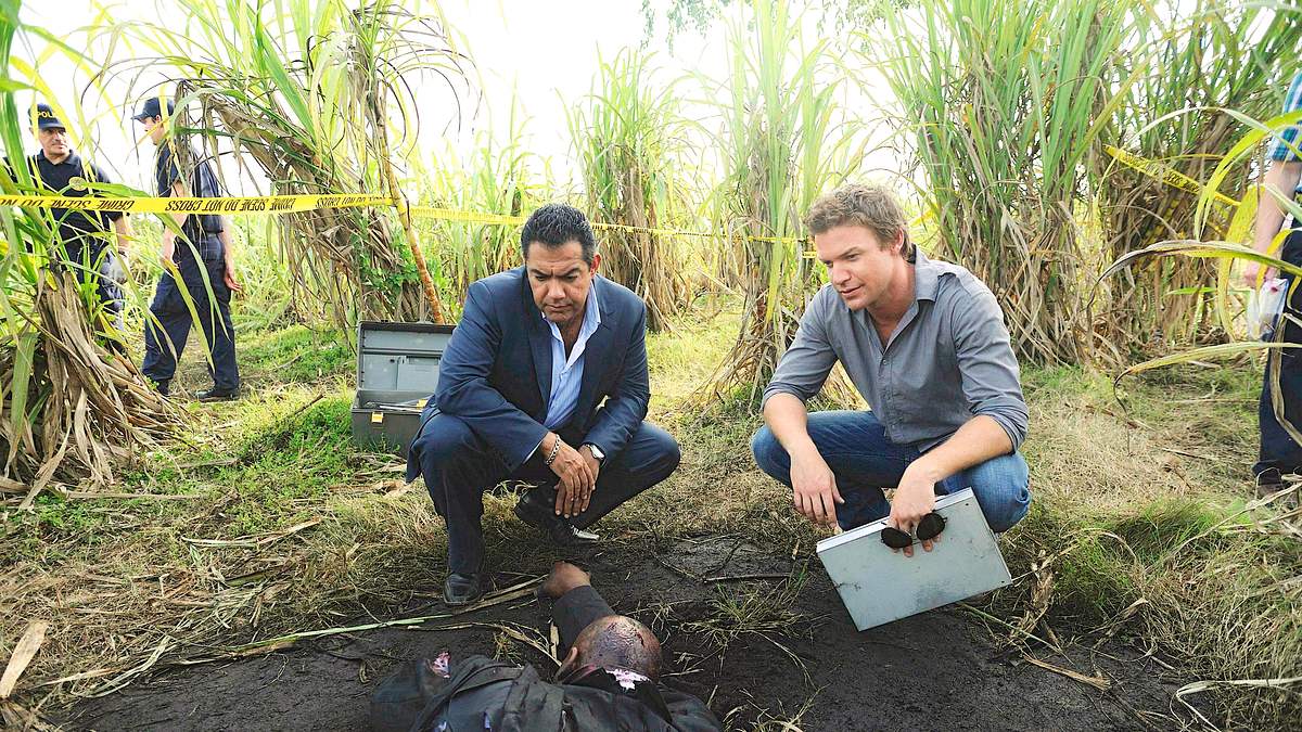 the glades
