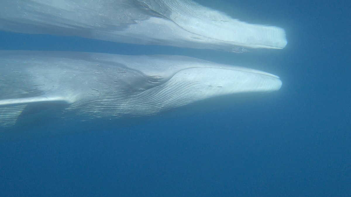 Pelagos - Welt der Wale pelagos - welt der wale