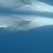 Pelagos - Welt der Wale Thumbnail