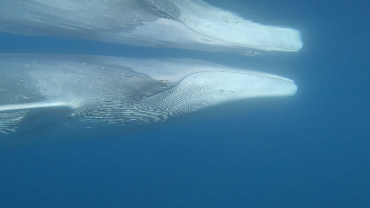 pelagos - welt der wale