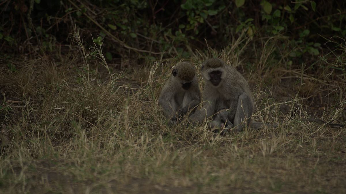 afrikas wilde wunderwelt