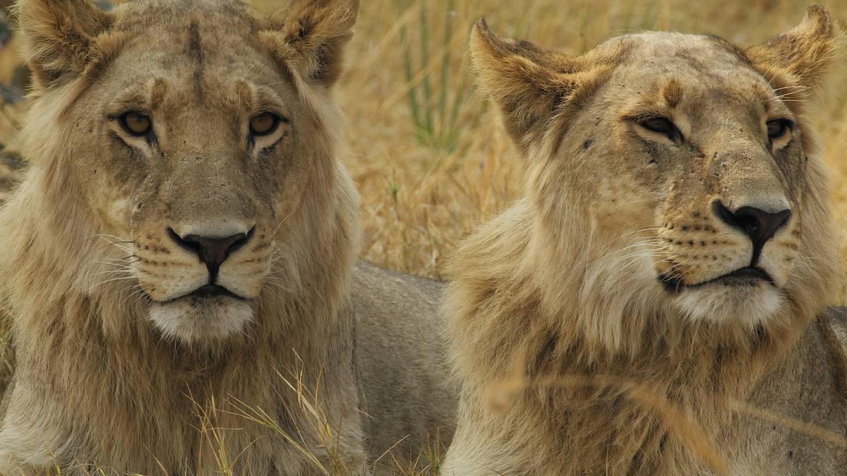 savage kingdom: das erbe