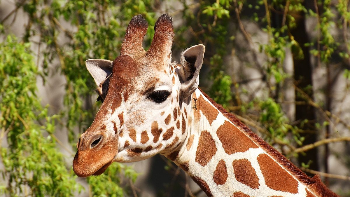 giraffe, erdmännchen & co.