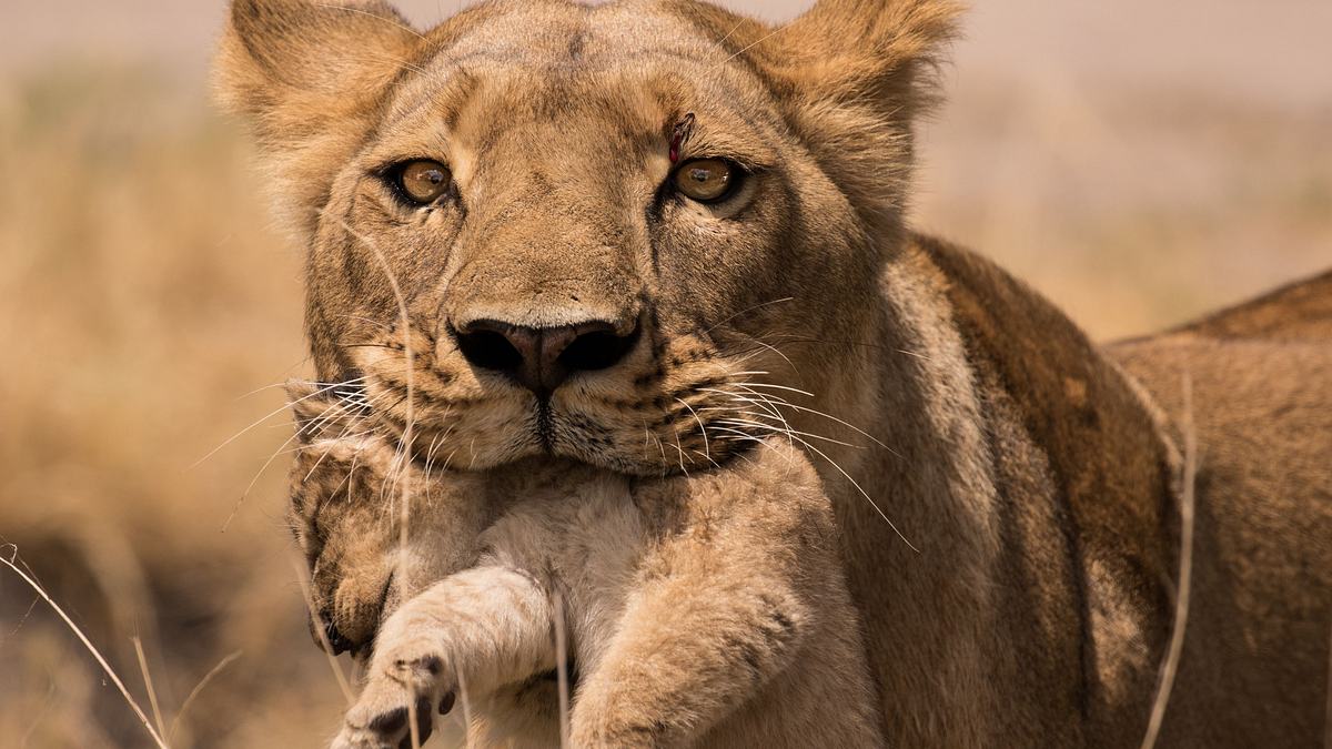 savage kingdom