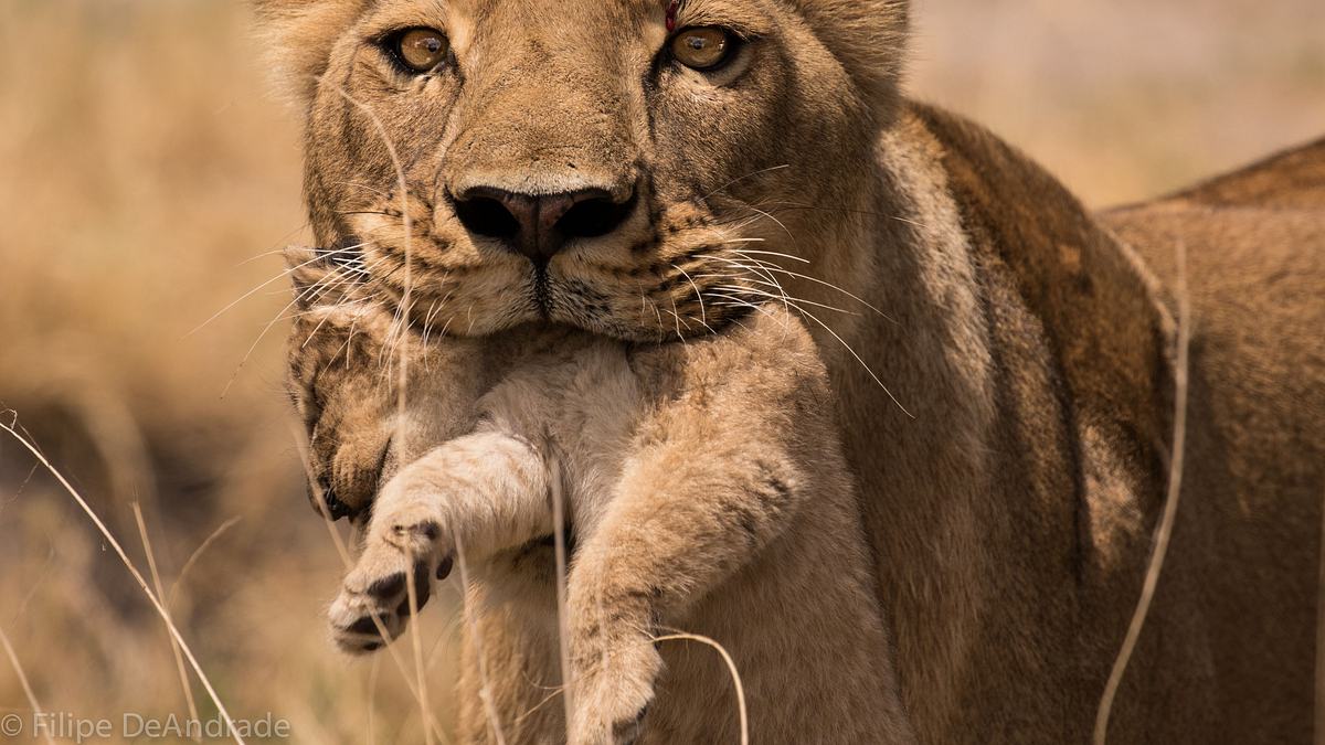 savage kingdom