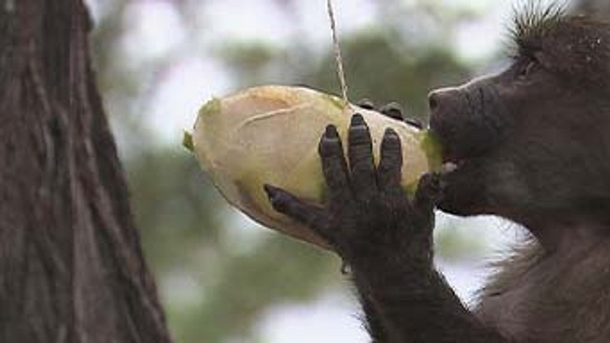 das waisenhaus für wilde tiere - abenteuer afrika