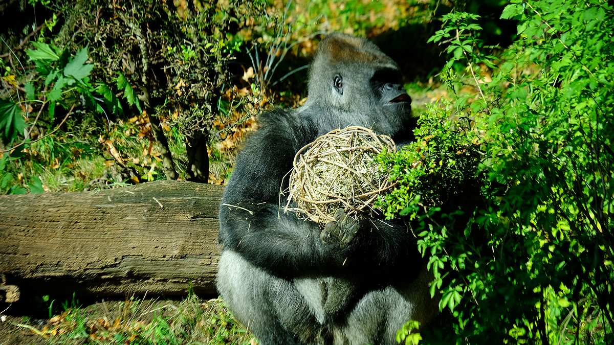 bronx zoo - tierpark der superlative