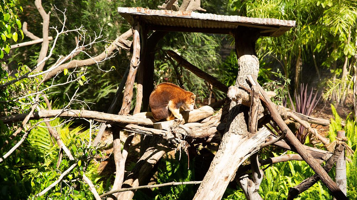 san diego zoo