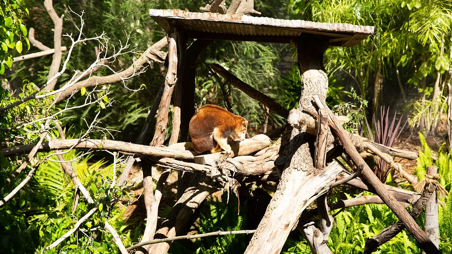 San Diego Zoo san diego zoo