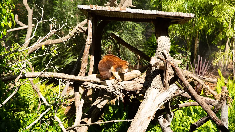 San Diego Zoo san diego zoo