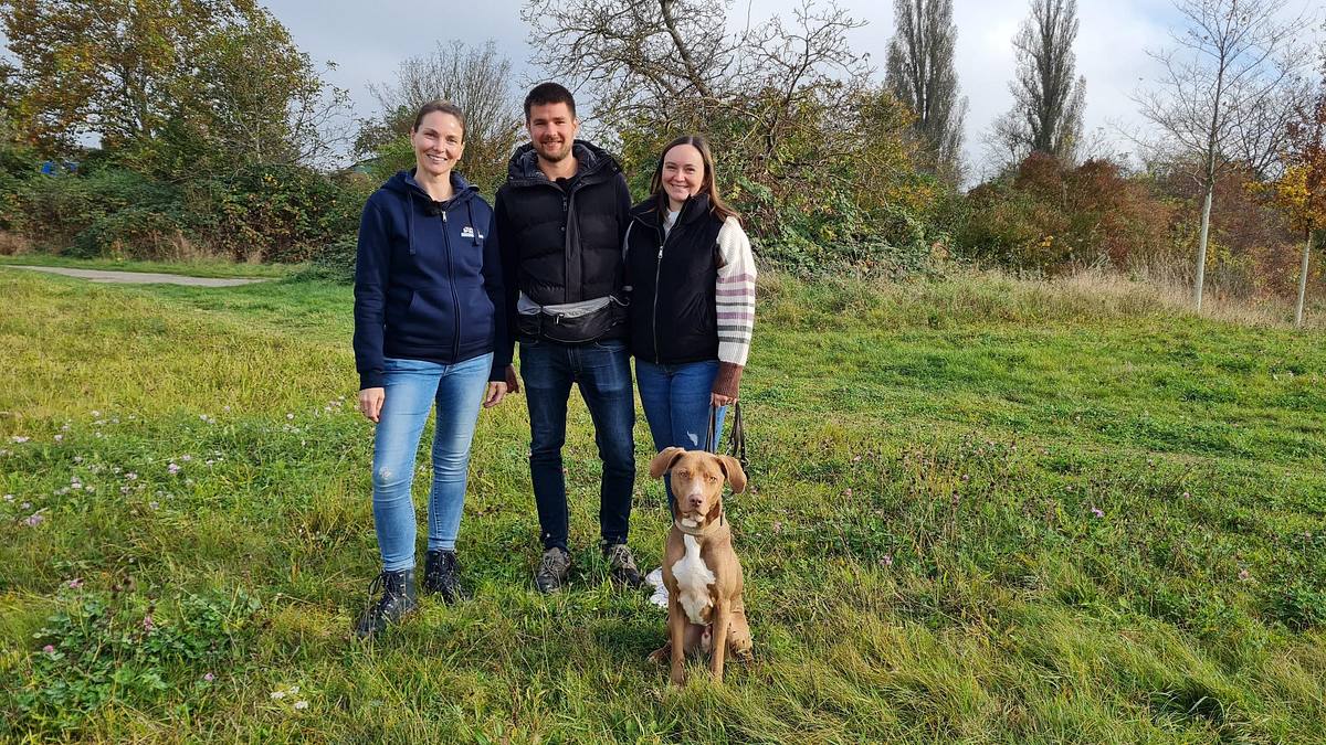 der hundeprofi - rütters team