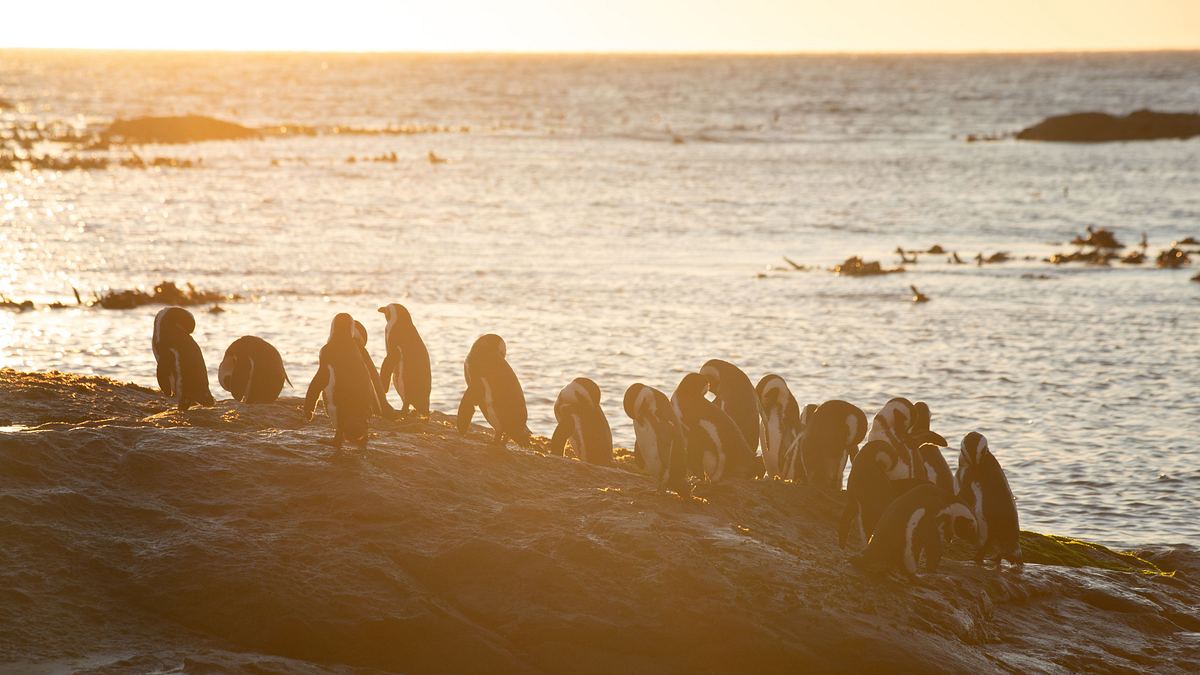 die geheimnisvolle welt der pinguine