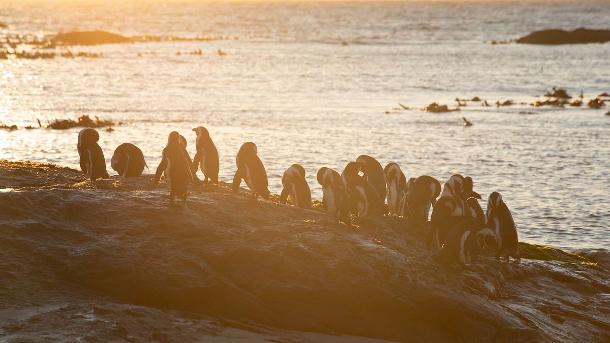 die geheimnisvolle welt der pinguine