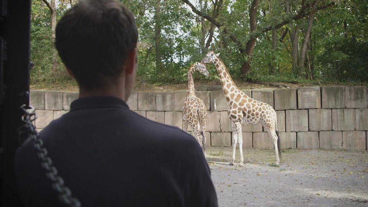 bronx zoo - tierpark der superlative