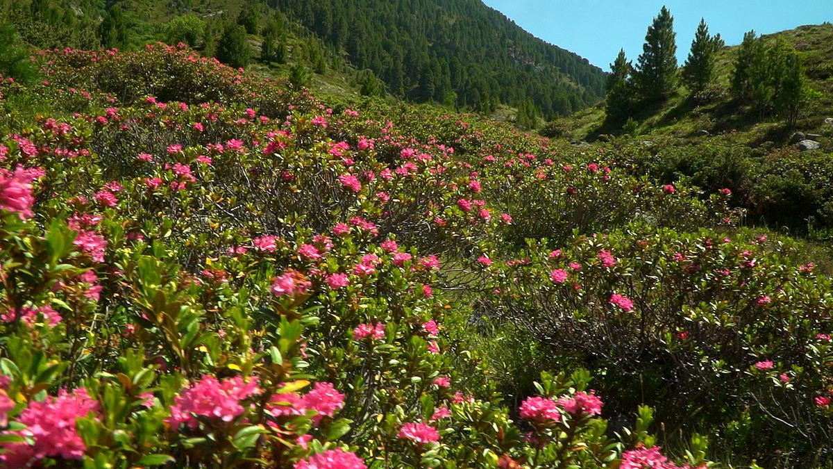 tierwelt der alpen