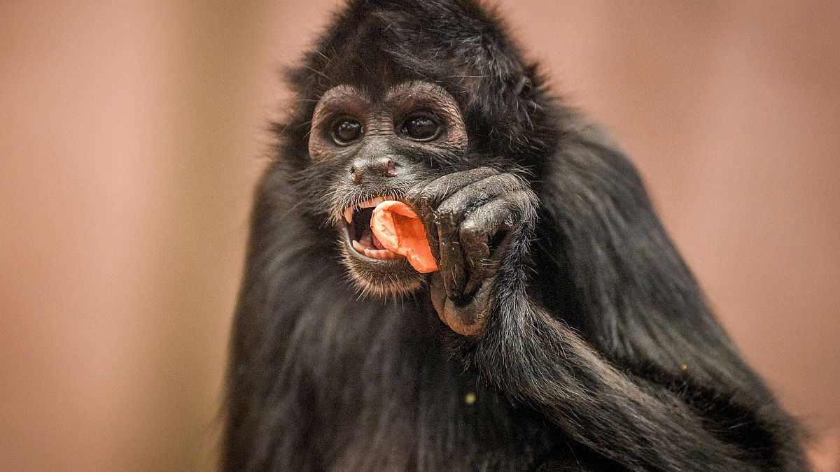 zoo und so - tierisch wild!