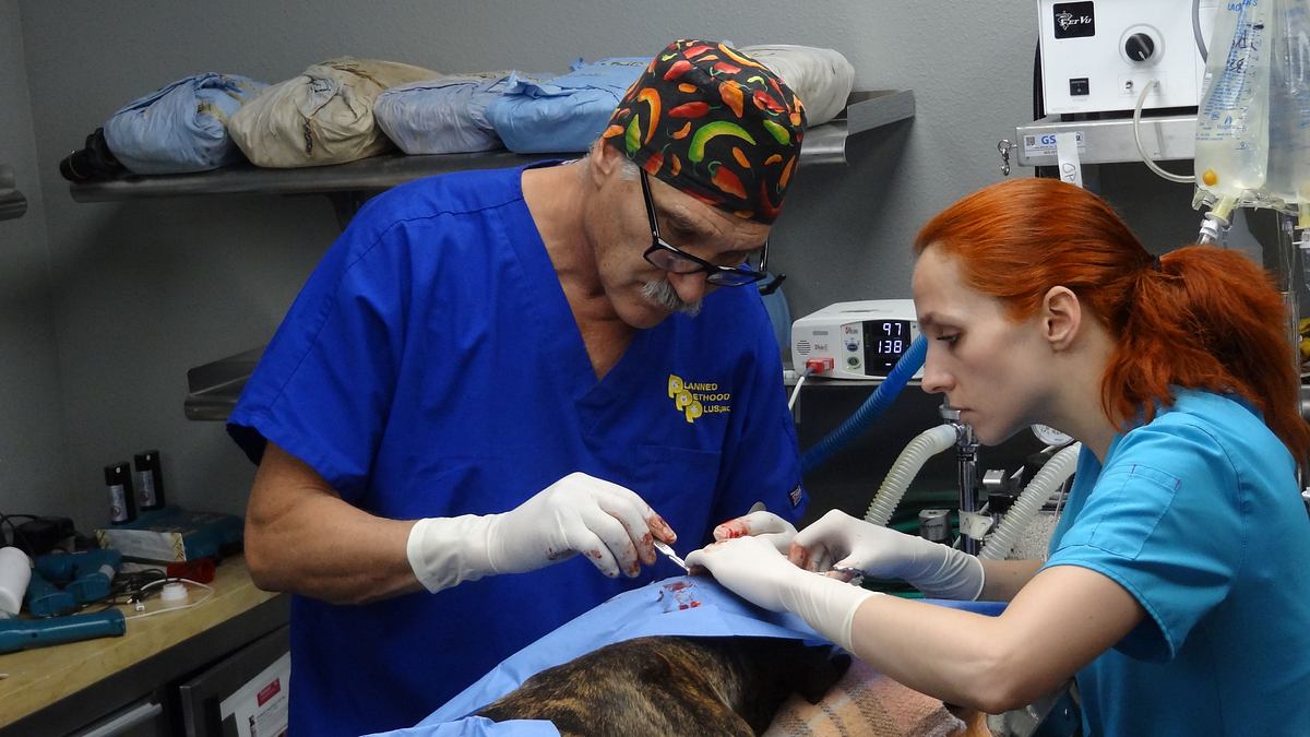 tierarzt dr. jeff