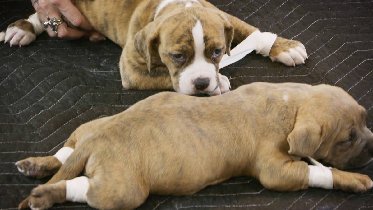pitbulls auf bewährung