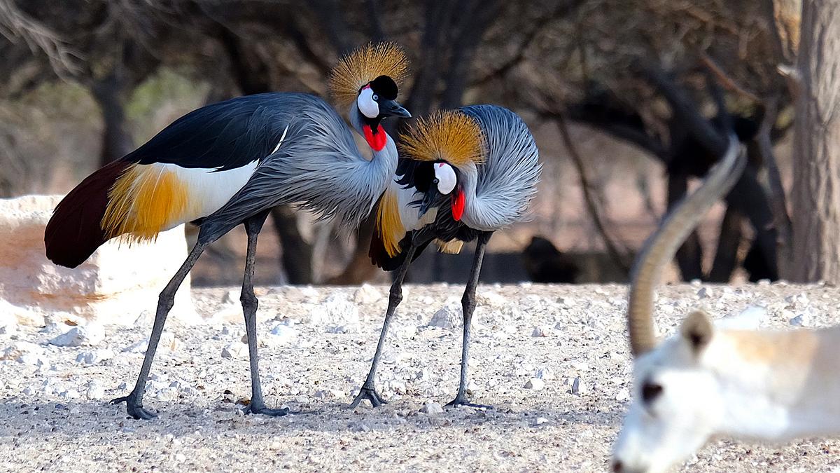 insel der weißen antilope - abu dhabis naturoase