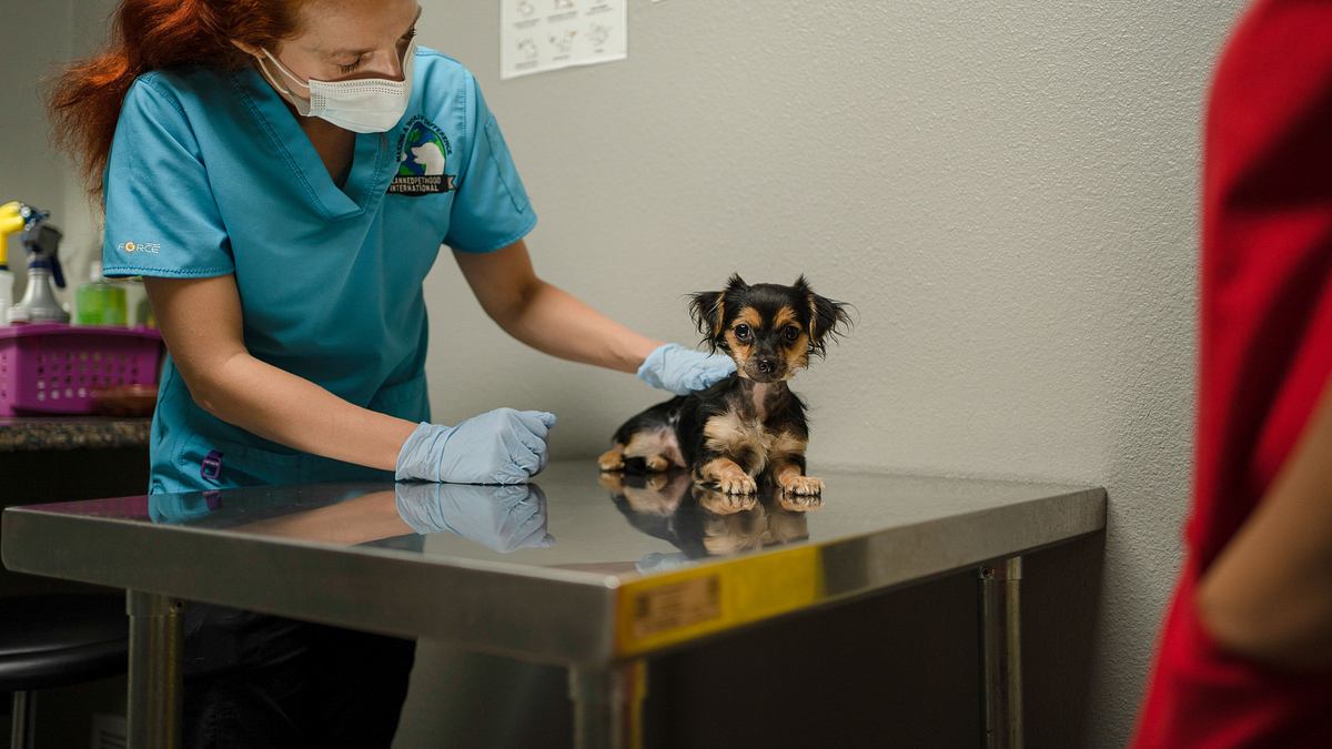 tierarzt dr. jeff