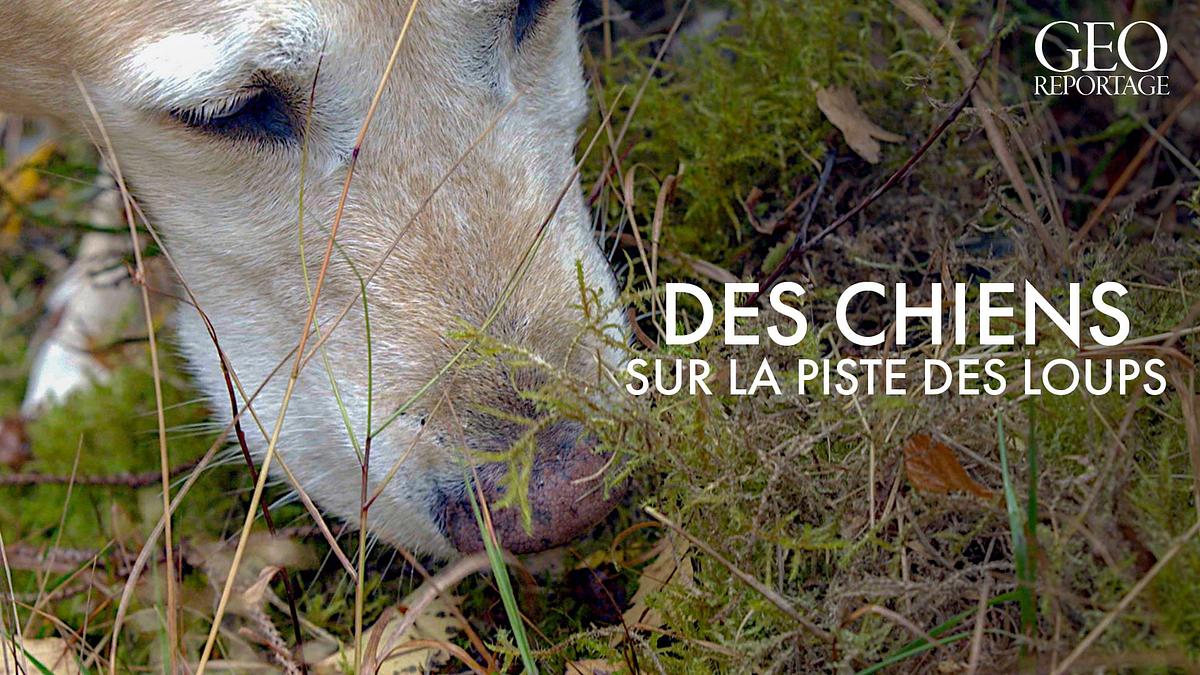 geo reportage