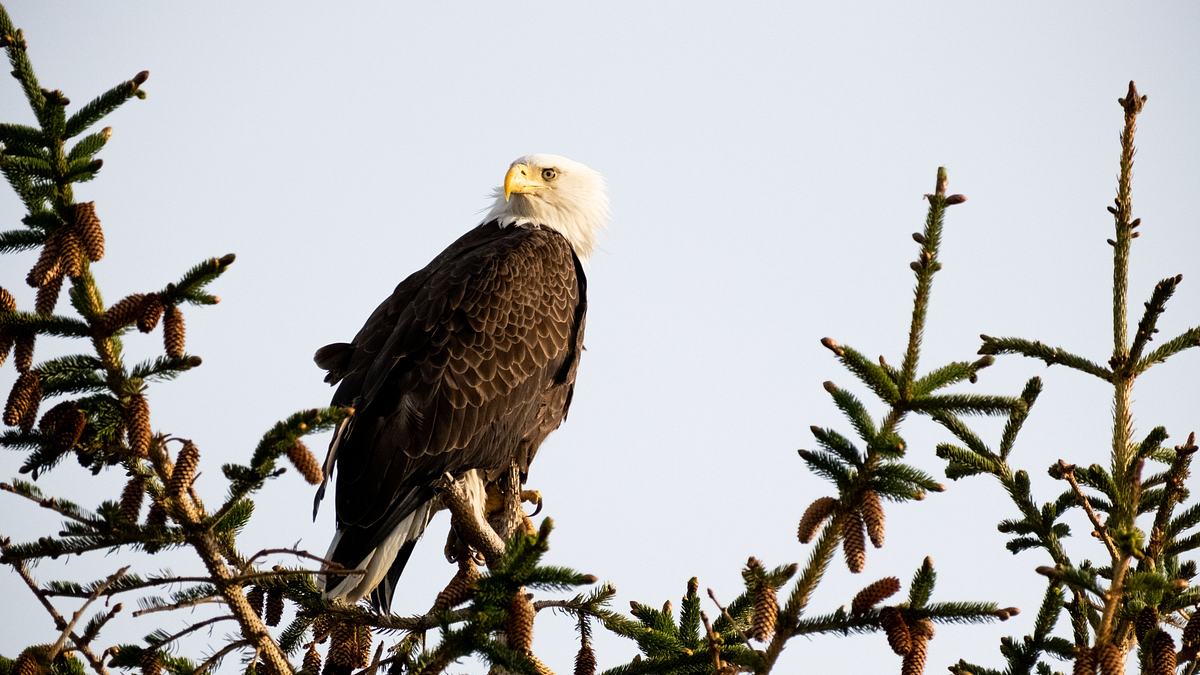 amerikas nationalparks