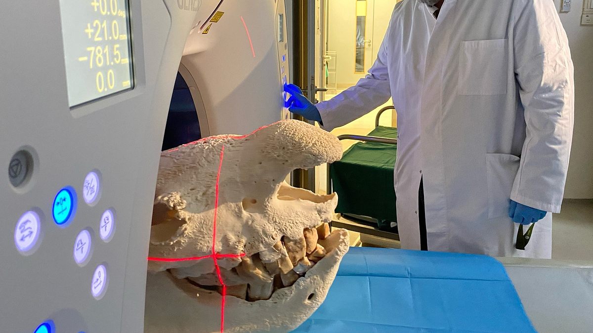 rückkehr der mammuts? die wiederbelebung ausgestorbener arten