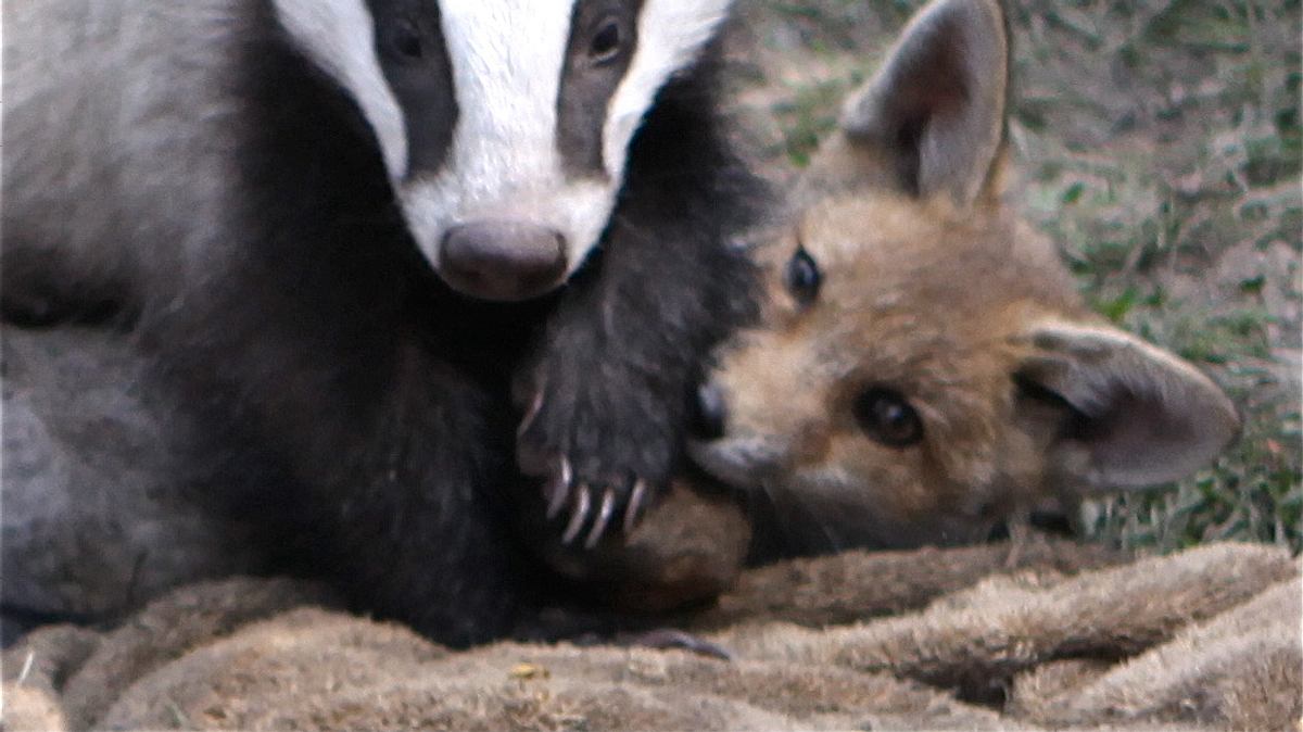 tierische freundschaften