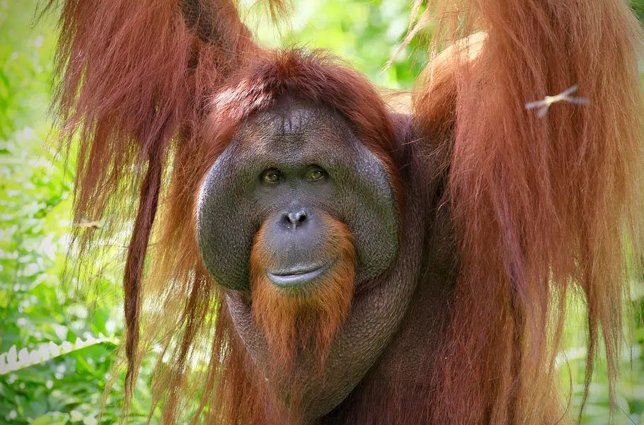 Orang-Utans - Die unbekannten Menschenaffen orang-utans - die unbekannten menschenaffen