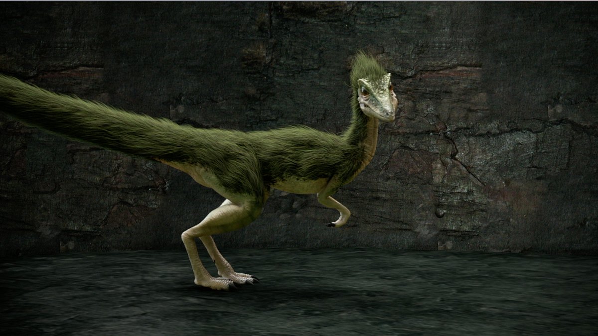 wunder evolution
