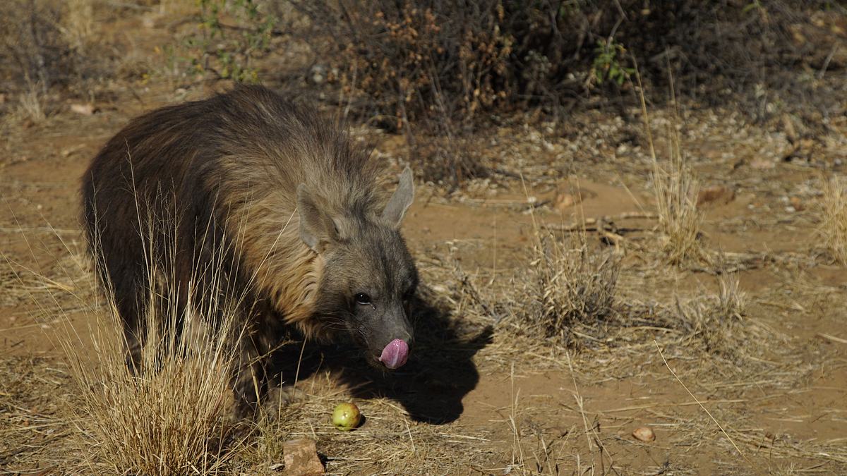 die superkräfte der tiere
