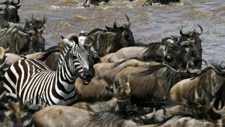 streifen durch die wildnis - die große zebrawanderung