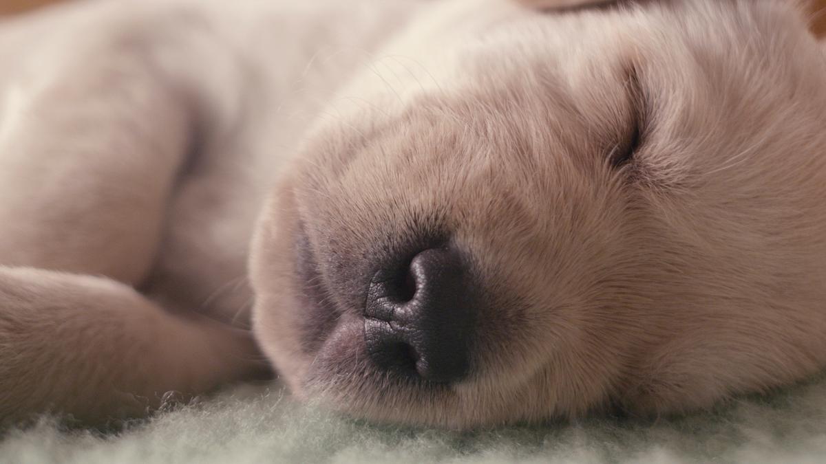 die geheime welt unserer hunde