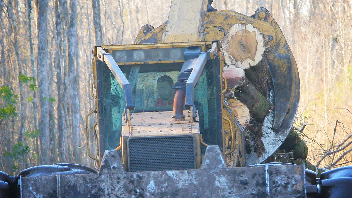 holzfäller extrem
