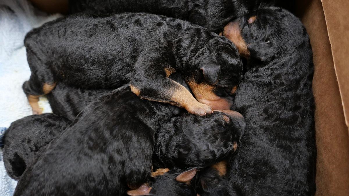 heartland docs - die tierarzt-familie