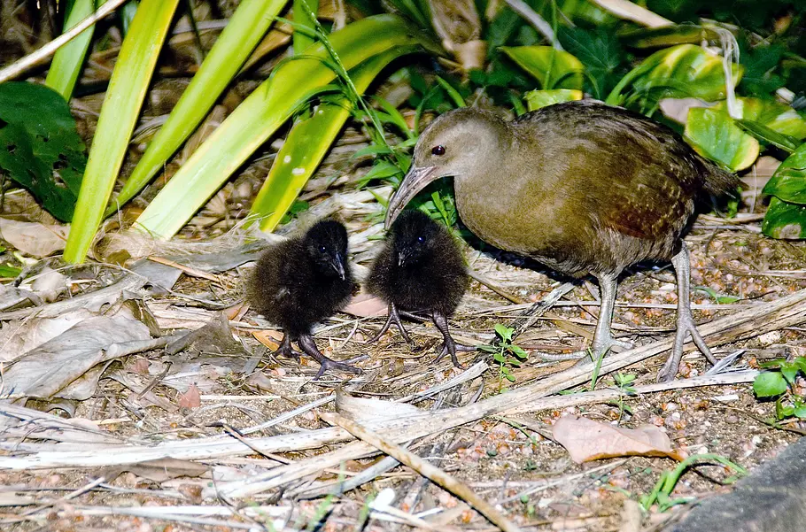 Lord Howe Island - Das gerettete Paradies lord howe island - das gerettete paradies
