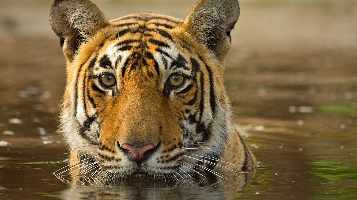 asiens geheime wildnis