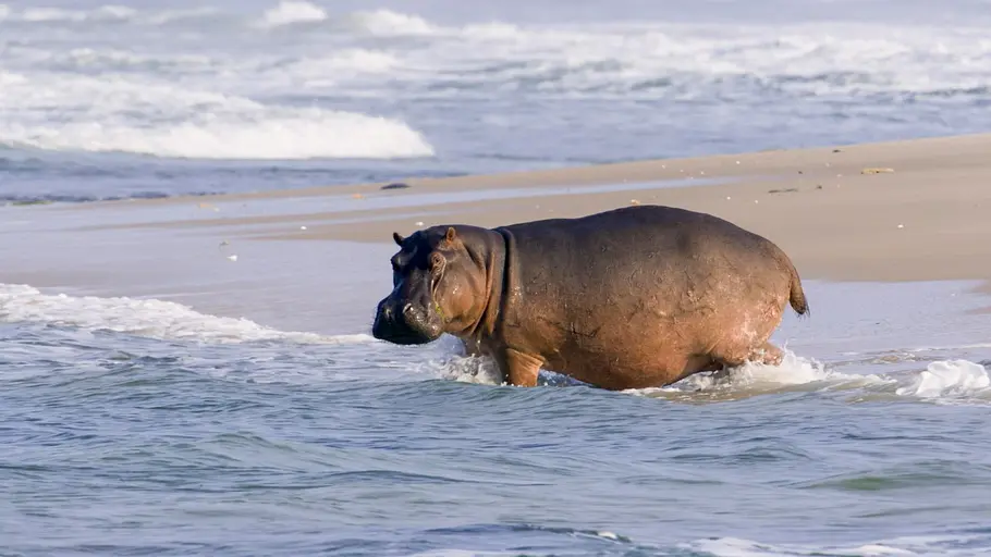surfing hippos - der strand der dschungeltiere