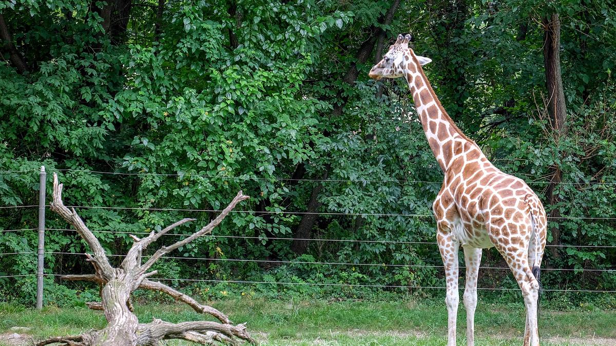 bronx zoo - tierpark der superlative