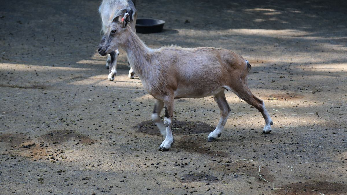 bronx zoo - tierpark der superlative